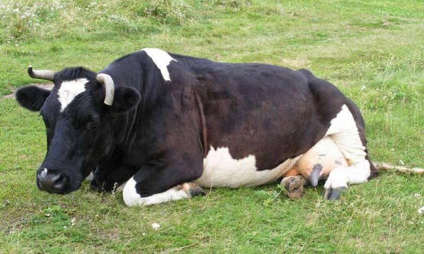 Εντοπίστηκε κρούσμα της νόσου των τρελών αγελάδων στην Ισπανία
