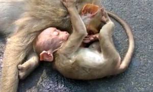 Ινδία: Συγκλονίζει πιθηκάκι που θρηνεί τον χαμό της μητέρας του (vid)
