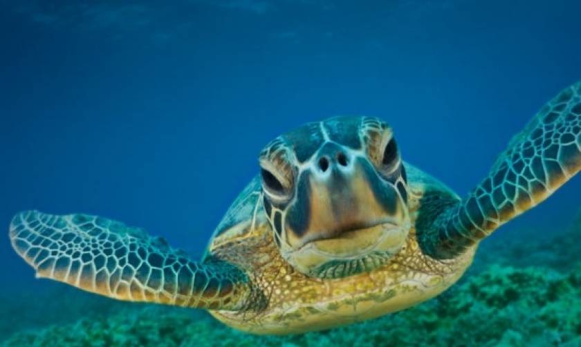 Φρίκη στη Νάξο: Αποκεφάλισαν δέκα θαλάσσιες χελώνες - Αναζητούνται οι δράστες