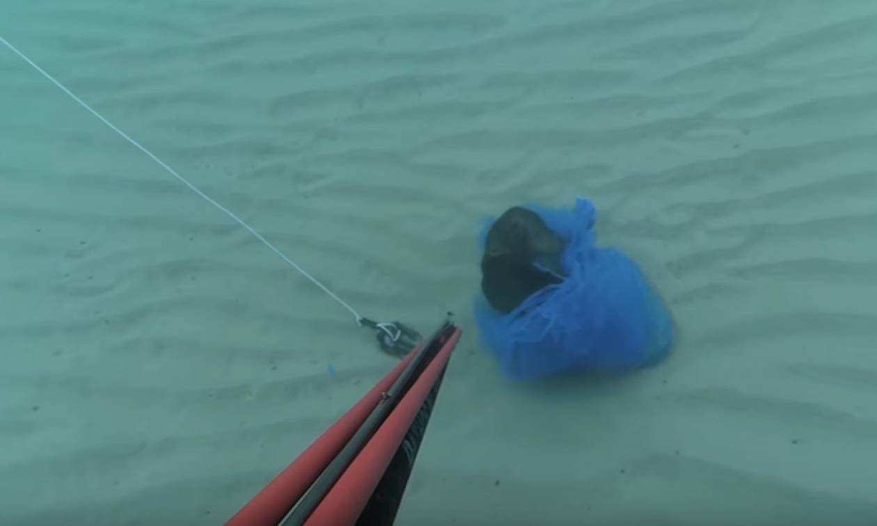 Κτηνωδία στην Κρήτη: Έβαλαν κουτάβι σε σακούλα, έδεσαν πέτρες και το έριξαν στη θάλασσα (vid)