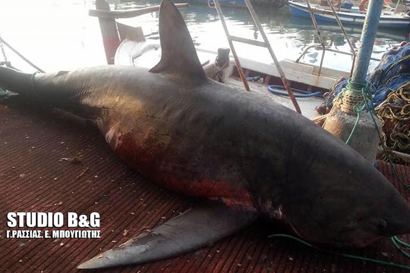 Απίστευτες εικόνες στην Αργολίδα: Πήγε για ψάρεμα και έπιασε... καρχαρία 4 μέτρων!
