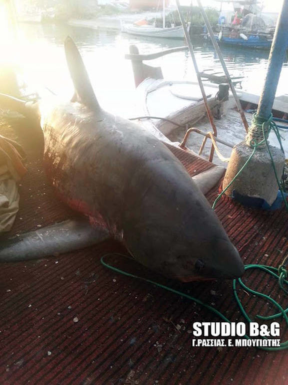 Απίστευτες εικόνες στην Αργολίδα: Πήγε για ψάρεμα και έπιασε... καρχαρία 4 μέτρων!
