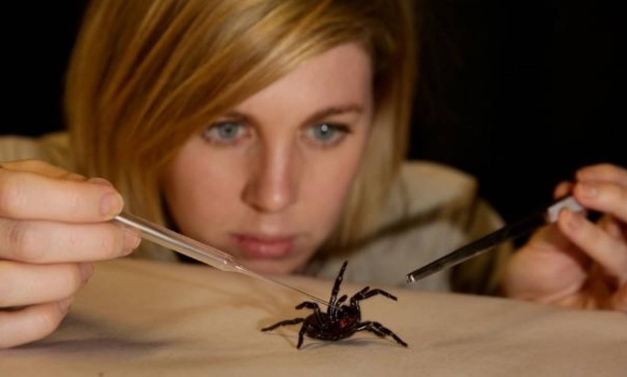 Το δηλητήριο αυτής της θανατηφόρας αράχνης μπορεί να σώσει έξι εκατομμύρια ζωές σε ένα χρόνο