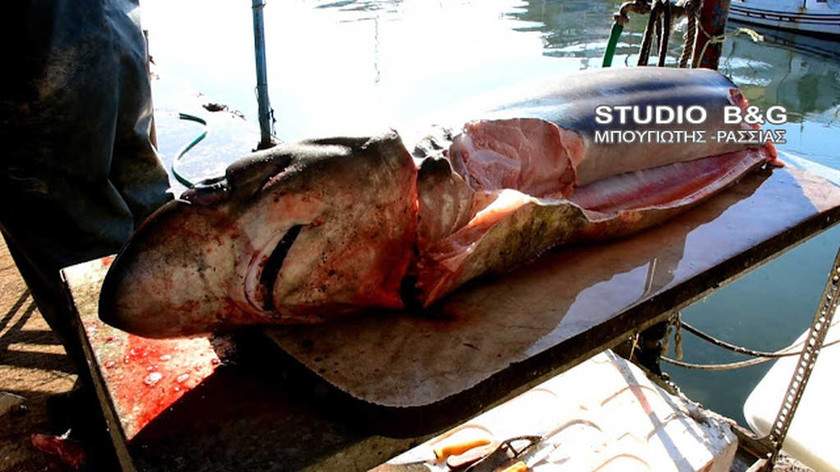Τρόμος – Γέμισε καρχαρίες ο Αργολικός κόλπος: Ιδού η απόδειξη (pics-vid)
