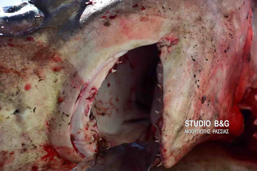 Τρόμος – Γέμισε καρχαρίες ο Αργολικός κόλπος: Ιδού η απόδειξη (pics-vid)