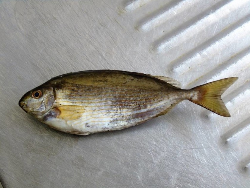 Το ψάρι που πωλείται χρυσάφι στην Κύπρο και στην Κρήτη δεν έχει ζήτηση!