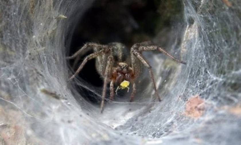 Δηλητήριο θανατηφόρας αράχνης μπορεί να περιορίσει τη ζημιά έπειτα από εγκεφαλικό!