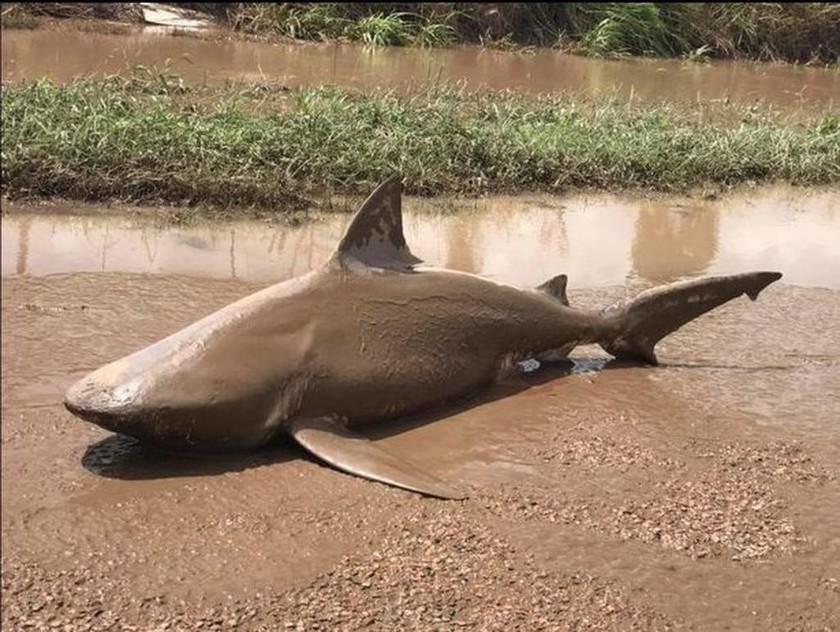 Τρόμος στην Αυστραλία: Ο τυφώνας Ντέμπι έβγαλε στη στεριά... καρχαρία! (pics+vid)