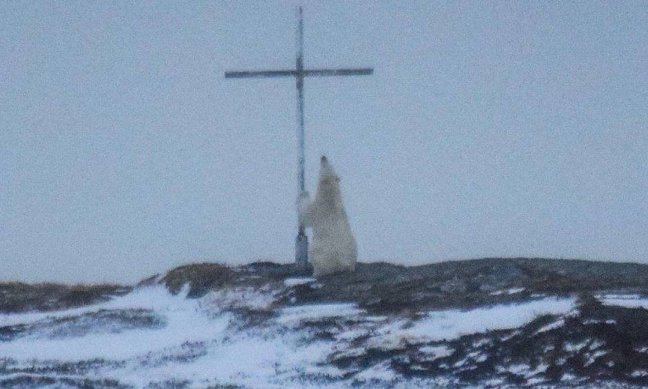 Οιωνός; Μυστήριο με πολική αρκούδα που «προσεύχεται» σε σταυρό (Pics)