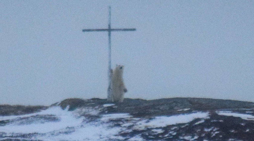 Οιωνός; Μυστήριο με πολική αρκούδα που «προσεύχεται» σε σταυρό 