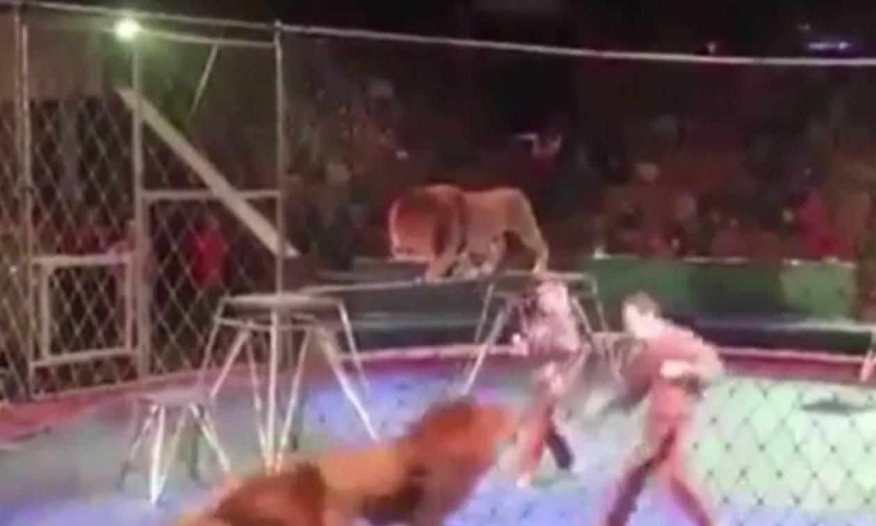 Σοκ σε τσίρκο: Λιοντάρια «κατασπαράζουν» τον εκπαιδευτή τους (video)