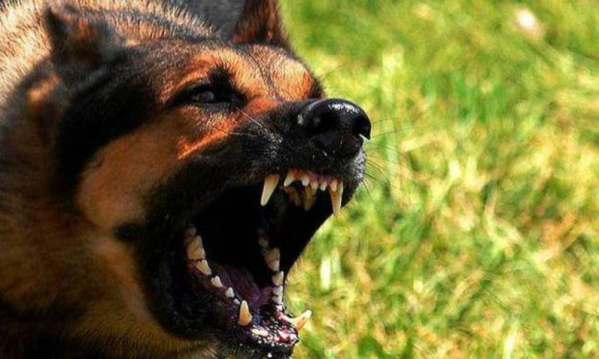 Εικόνες Σοκ: Αγέλη σκύλων επιτέθηκε σε επιχειρηματία στη Γλυφάδα