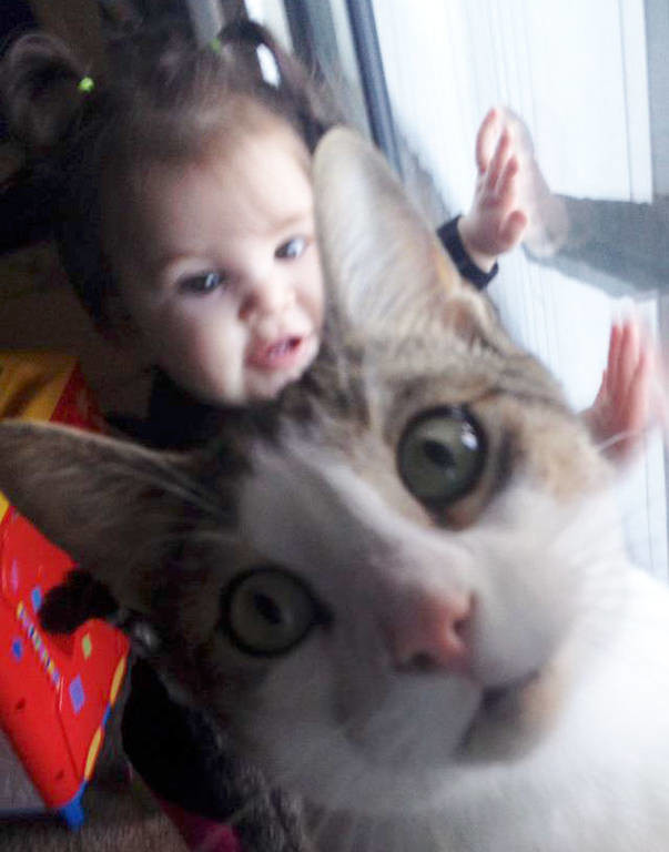 Viral: Σαράντα ξεκαρδιστικές στιγμές που εγωμανείς γάτες έκαναν Photobomb στην τέλεια φωτογραφία 