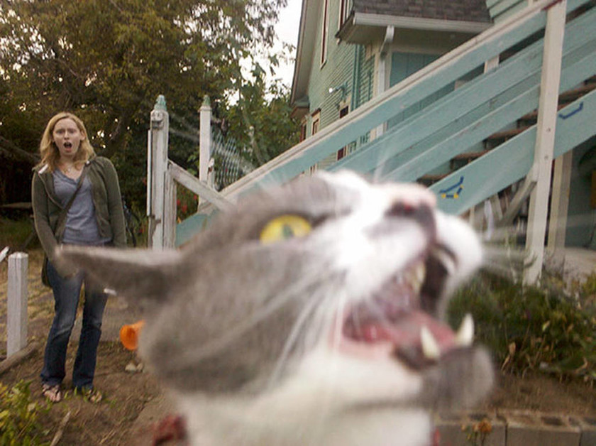 Viral: Σαράντα ξεκαρδιστικές στιγμές που εγωμανείς γάτες έκαναν Photobomb στην τέλεια φωτογραφία 