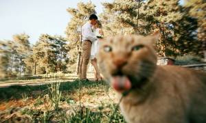 Viral: Σαράντα ξεκαρδιστικές στιγμές που εγωμανείς γάτες έκαναν photobomb στην τέλεια φωτογραφία