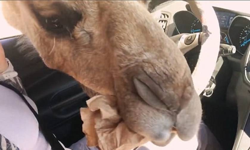 Πεινασμένη καμήλα κάνει «ντου» σε αυτοκίνητο τουριστών και τους κλέβει το φαγητό! (vid)