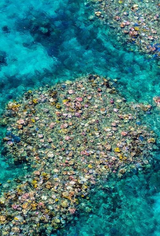 Πεθαίνει ο Μεγάλος Κοραλλιογενής Ύφαλος της Αυστραλίας