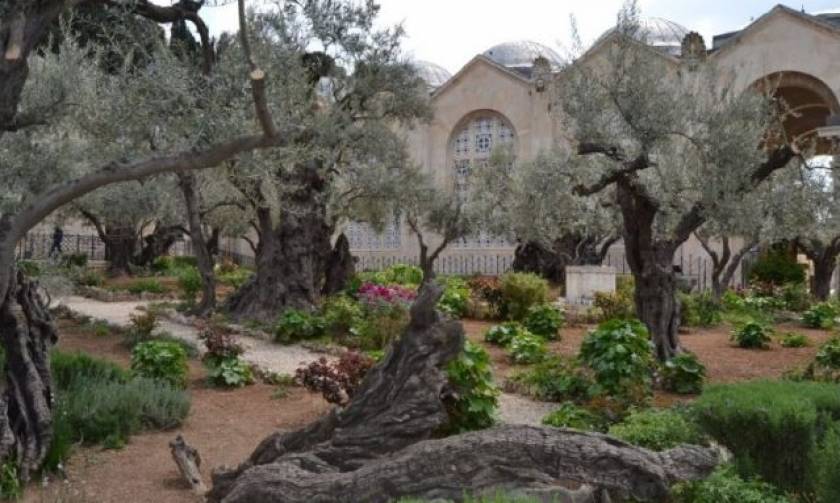 Ο κήπος της Γεσθημανής: Δείτε τον τόπο στον οποίο προσευχήθηκε για τελευταία φορά ο Χριστός