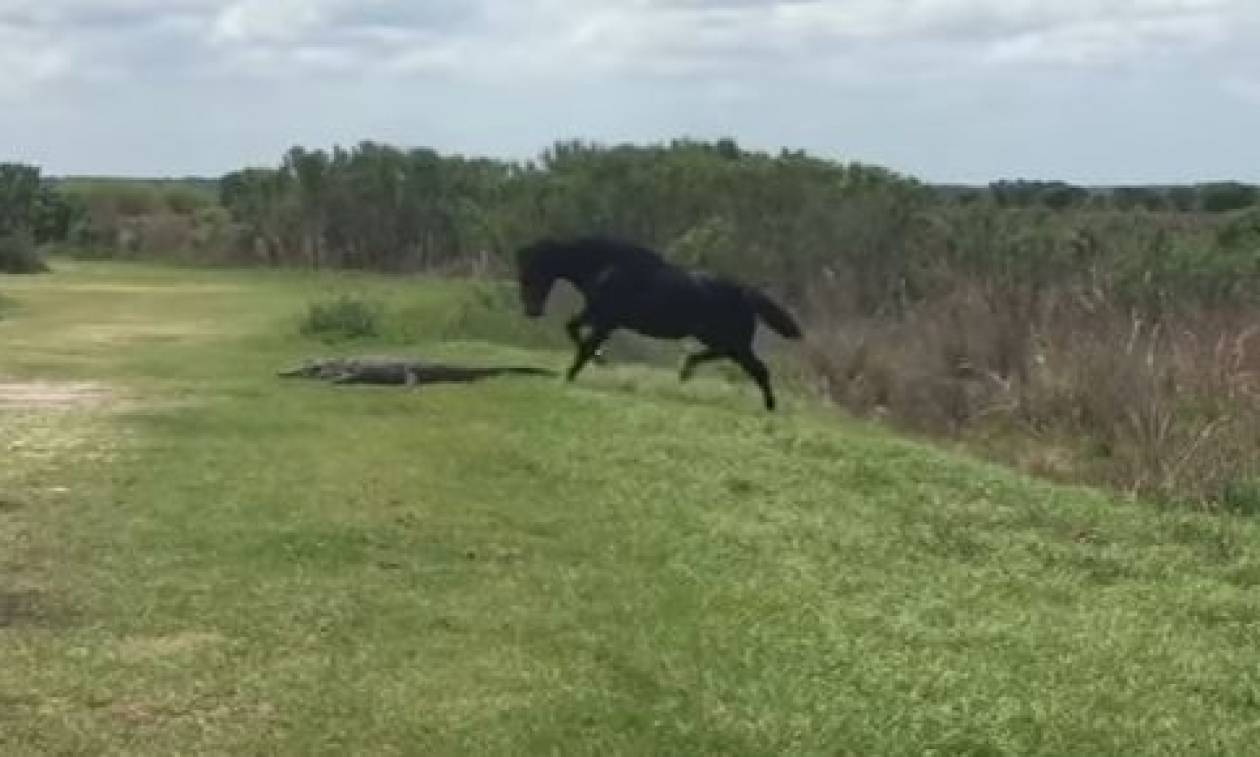Η συγκλονιστική στιγμή που ένας αλιγάτορας δέχεται επίθεση από ένα άλογο! (vid)