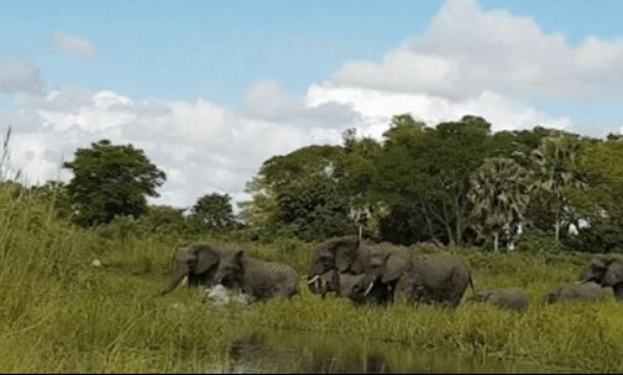 Βίντεο σοκ: Κροκόδειλος αρπάζει ελέφαντα από την προβοσκίδα (vid)