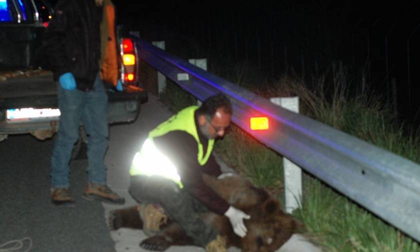 Νέο τροχαίο με θύμα αρκούδα στην Καστοριά – Έκκληση για λήψη πρόσθετων μέτρων