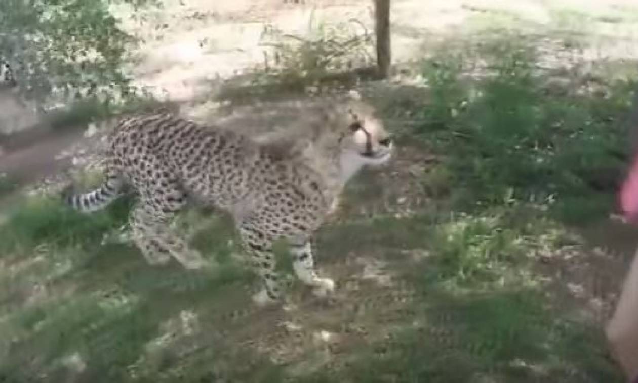 Τρομακτική επίθεση τσιτάχ σε τουρίστρια σε ζωολογικό πάρκο (vid)