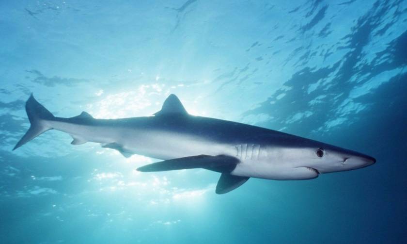 Σκόπελος: Έπιασαν καρχαρία μήκους επτά μέτρων!