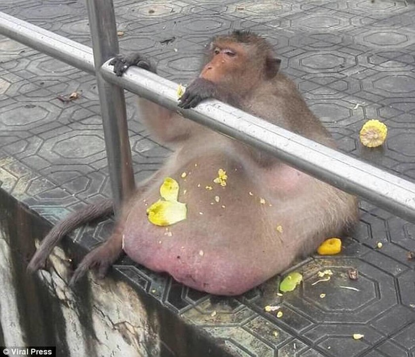 Ταϊλάνδη: Υπέρβαρος μακάκος 15 κιλών εισήχθη σε κέντρο αδυνατίσματος! (pics+vid)