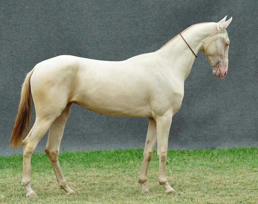 Εντυπωσιακό: Η σπάνια ράτσα αλόγου με το χρυσό χρώμα (pics)