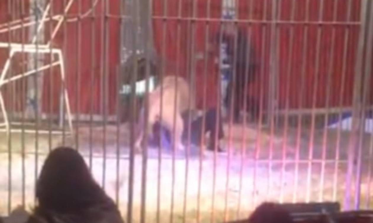 Βίντεο-Σοκ: Λιοντάρι αρπάζει από το λαιμό τον εκπαιδευτή του και τον σέρνει στη σκηνή