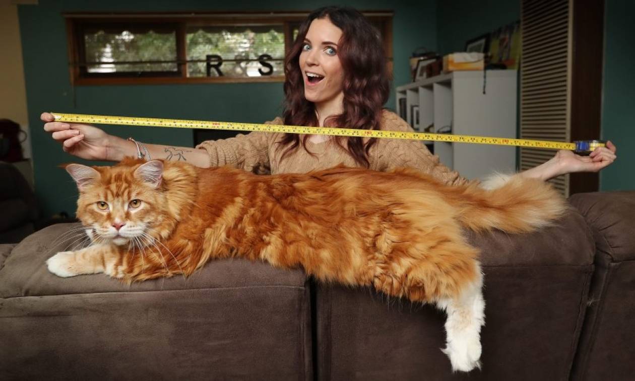 Έκπληκτο ζευγάρι αγόρασε ένα μικρό γατάκι το οποίο εξελίχθηκε στη μεγαλύτερη γάτα του κόσμου (Pics)