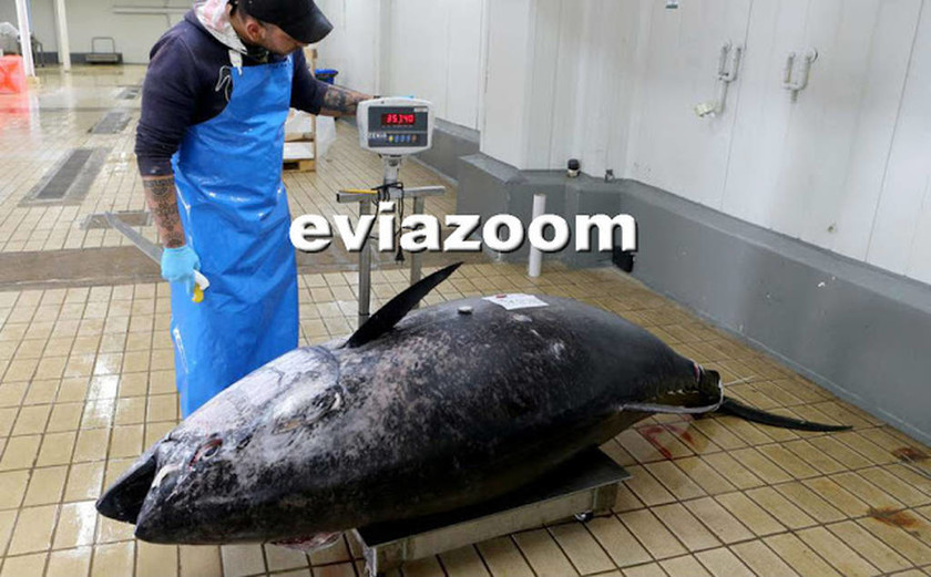 Εύβοια: Η απίστευτη ψαριά κάνει το γύρο του διαδικτύου! Έπιασαν τόνο 358 κιλών (pics&vids)