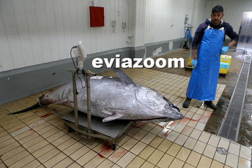 Εύβοια: Η απίστευτη ψαριά κάνει το γύρο του διαδικτύου! Έπιασαν τόνο 358 κιλών (pics&vids)