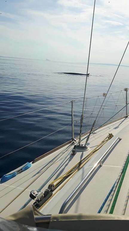 Αναστάτωση στη Σύρο: Φάλαινα 12 μέτρων κολυμπούσε στο λιμάνι! (photos)