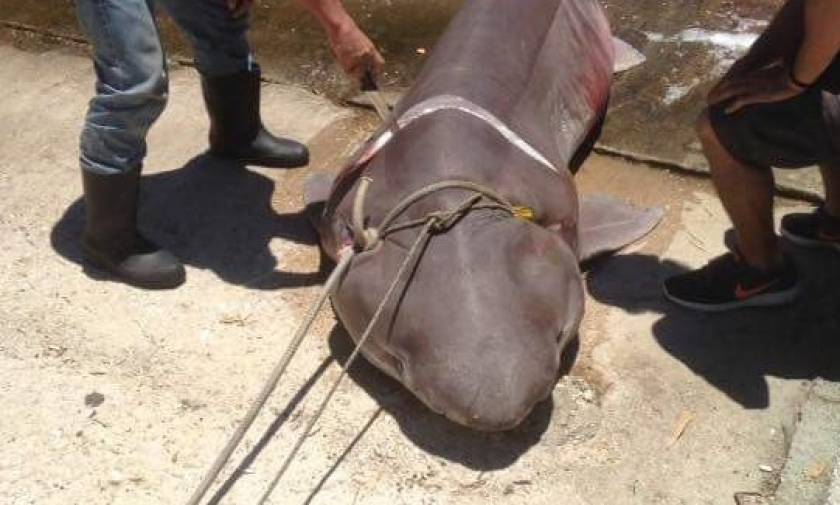 Έπιασαν καρχαρία - «σαπουνά» τριών μέτρων στην Ιθάκη! (pics)