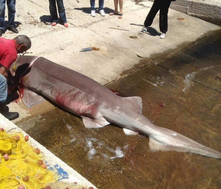 Έπιασαν καρχαρία - «σαπουνά» τριών μέτρων στην Ιθάκη! (pics)