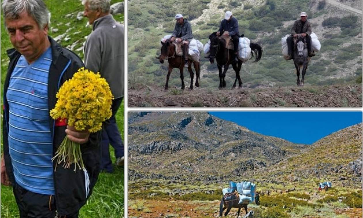 Αλβανοί αλωνίζουν τα ελληνικά βουνά και αφανίζουν τα αρωματικά φυτά