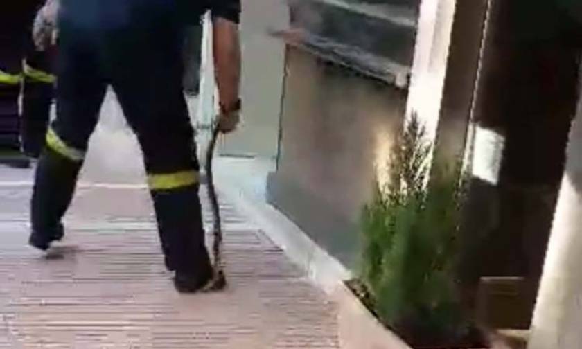 Εντυπωσιακό βίντεο: Πυροσβέστης πιάνει φίδι με τα χέρια στην πλατεία της Λάρισας!