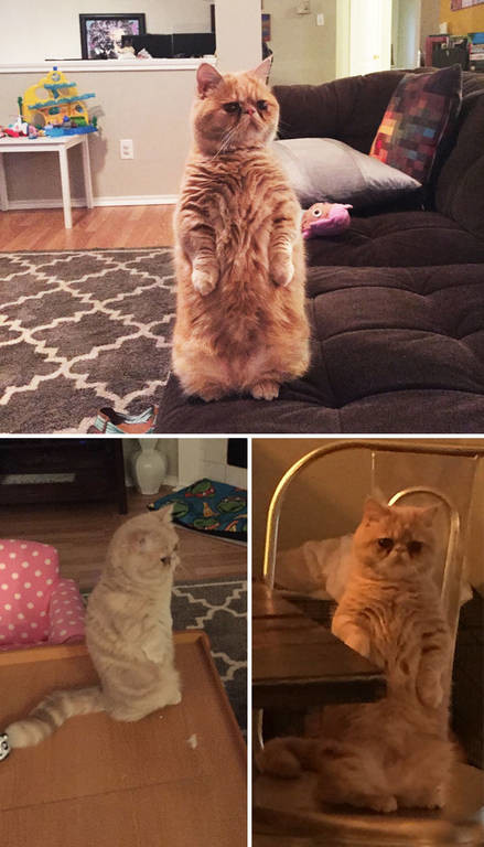 Viral: Όταν οι γάτες φέρονται σαν πλάσματα από άλλο κόσμο (Pics)