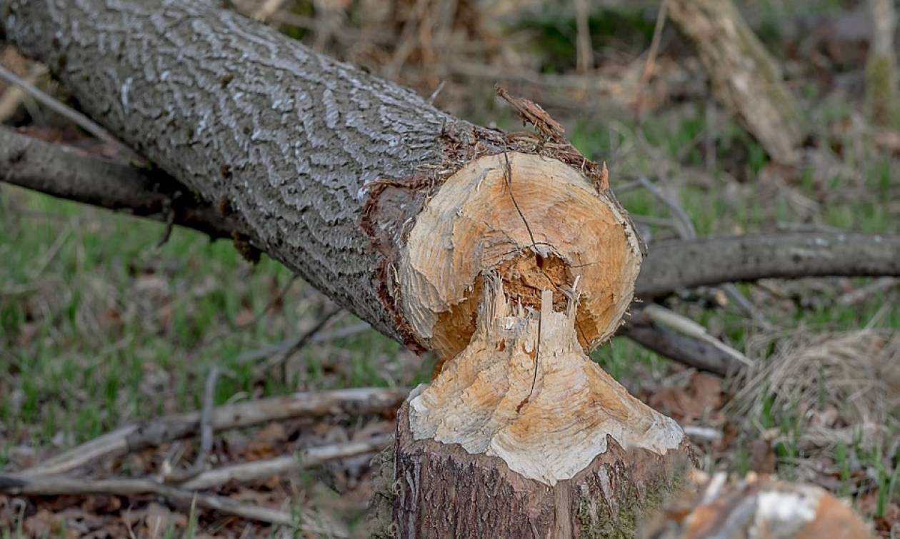 Τον καταπλάκωσε το δέντρο που έκοβαν! Σύλληψη 42χρονου για ανθρωποκτονία από αμέλεια