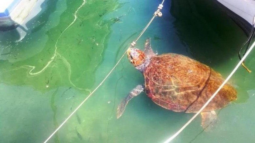 Η χελώνα που «κλέβει» την παράσταση στο λιμάνι Χανίων (pics)