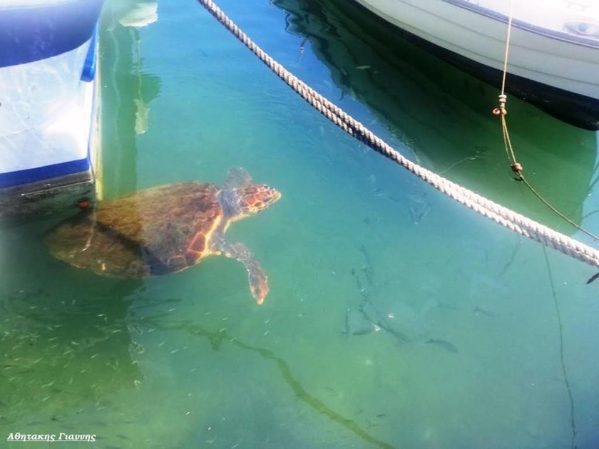 Η χελώνα που «κλέβει» την παράσταση στο λιμάνι Χανίων (pics)