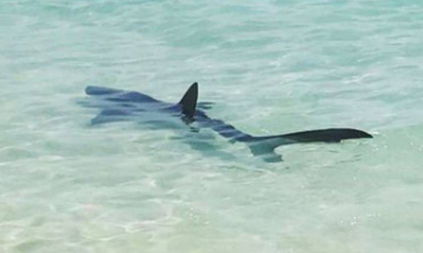 Τρόμος σε πασίγνωστη παραλία: Καρχαρίας 2,5 μέτρων βγήκε στην ακτή