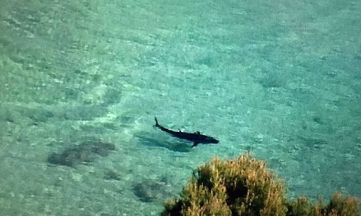 Τρόμος: Είναι η στιγμή που ένας τεράστιος καρχαρίας βγαίνει στην ακτή πασίγνωστης παραλίας (vid)