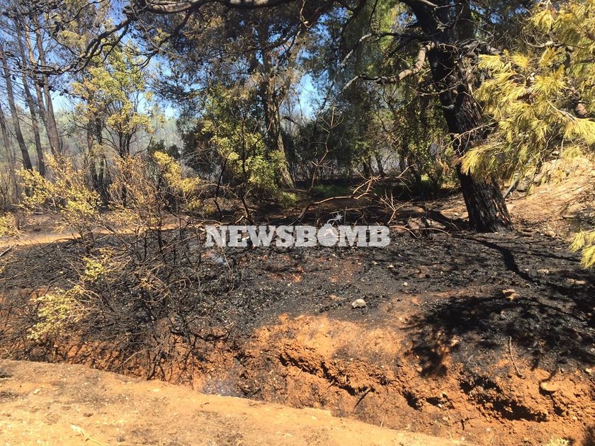 ΦΩΤΙΑ ΤΩΡΑ: Μεγάλη πυρκαγιά μαίνεται στο Κρυονέρι