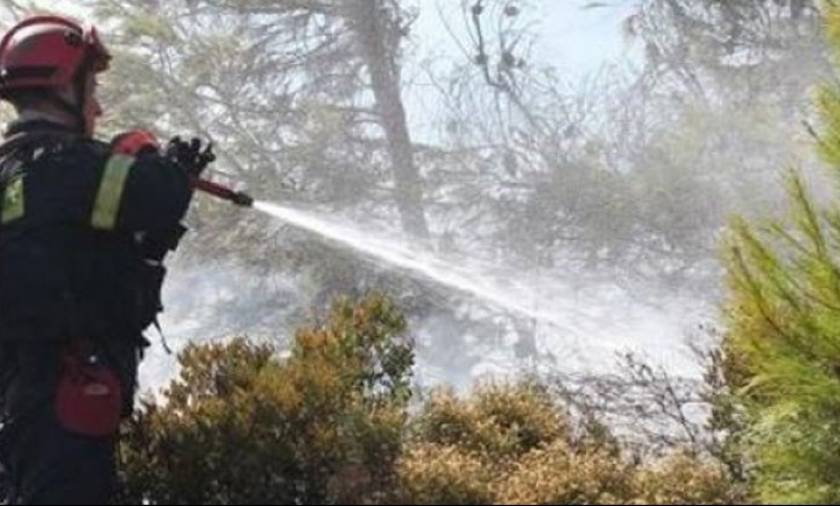 Φωτιά Αλεξανδρούπολη: Υπό έλεγχο η φωτιά που εκδηλώθηκε στην Κίρκη