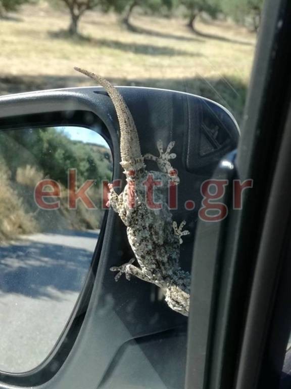 Κρήτη: Κοίταξε τον καθρέφτη του αυτοκινήτου του και παραλίγο να τρακάρει (photos)