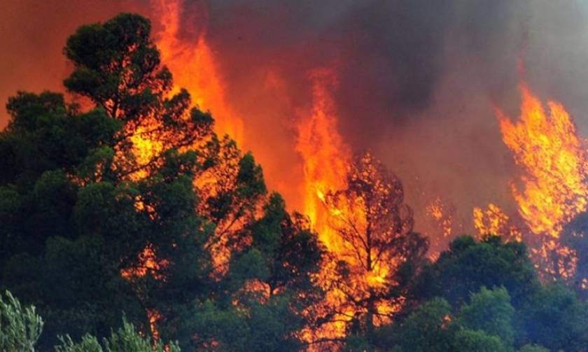 Φωτιά ΤΩΡΑ: Μάχη με τις φλόγες για τη σωτηρία του πευκοδάσους στις Ορθωνιές της Ζακύνθου