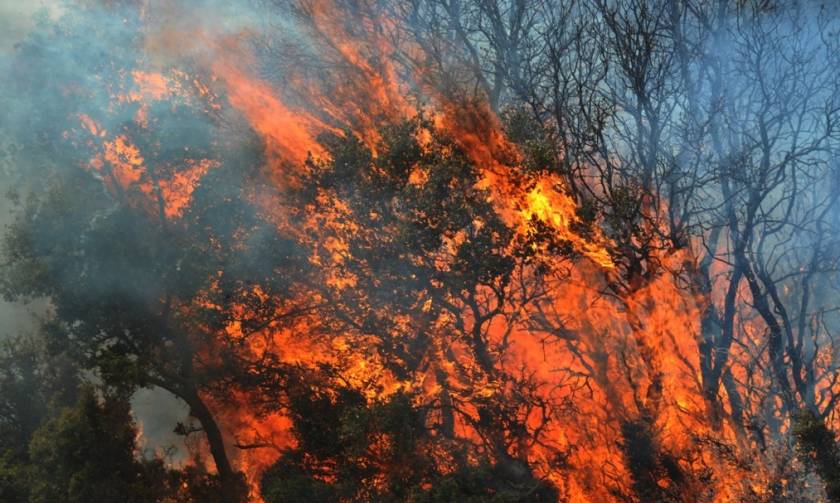 Οικολογική καταστροφή από τη φωτιά στη Ζάκυνθο: Στάχτη χιλιάδες στρέμματα δάσους