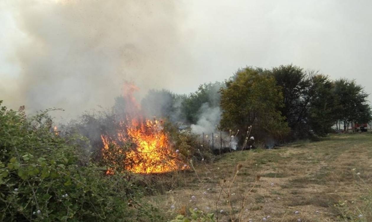 Φωτιά τώρα: Μεγάλη πυρκαγιά στην Γρύλλο Κρεστενών